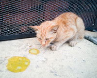 Un petit chat roux a vomi jaune sur le sol