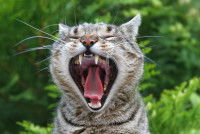 Un chat avec la gueule grande ouverte