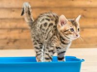 Un chaton essaye de faire pipi dans la litière