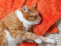 Un chat roux et blanc couché sur une couverture