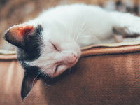 Un chat couché sur un canapé se sent mal