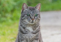 Un chat gris tigré aveugle est assis en extérieur