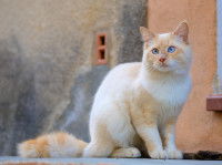 Un chat roux et blanc avec les yeux qui louchent en extérieur