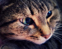 Tête d'un chat tigré avec des larmes