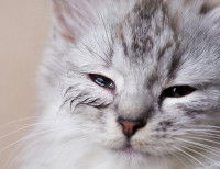Un chaton avec les yeux fermés et qui pleurent
