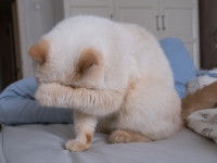 Un chaton se gratte l'oeil avec sa patte sur le lit