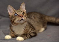 Un chat tigré avec un oeil voilé