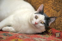 Un chat avec un voile blanc sur les yeux couché sur un lit