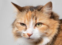 Un chat avec un oeil gonflé à cause du pollen