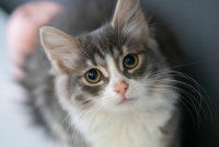 Un chat avec les pupilles dilatées