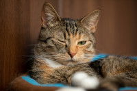 Un chat cligne d'un oeil