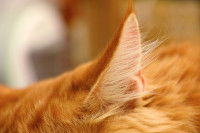 Gros plan sur l'oreille d'un chat roux