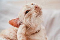 Un chat gris se gratte l'oreille avec la patte arrière