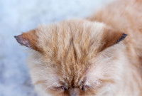 Un chat avec des zones dépilées sur les oreilles