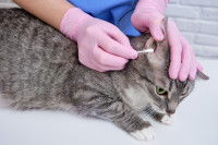 Une femme nettoie l'oreille de son chat avec un coton-tige