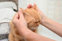 Une femme examine les oreilles d'un chat roux