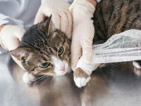 Un vétérinaire fait un bandage à un chat qui boite
