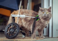 Un chat paraplégique équipé de roulettes pour pouvoir marcher