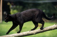 Un chat noir marche en équilibre sur une branche