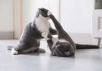 Deux chats gris et blancs en train de jouer ensemble