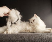 Une femme retire les poils morts d'un gros chat blanc