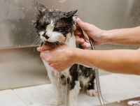 Une femme en train de laver un chat noir et blanc