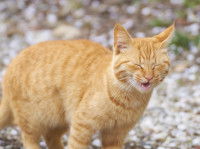 Un chat roux en plein éternuement