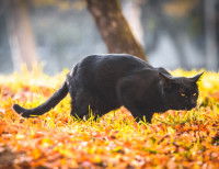 Un chat noir tousse dans les feuilles d'automne