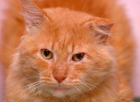 Un chat roux avec du sang sur le nez