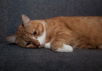 Un chat roux qui se sent un peu malade sur le divan