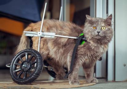 Les Symptomes De L Appareil Locomoteur Chez Le Chat