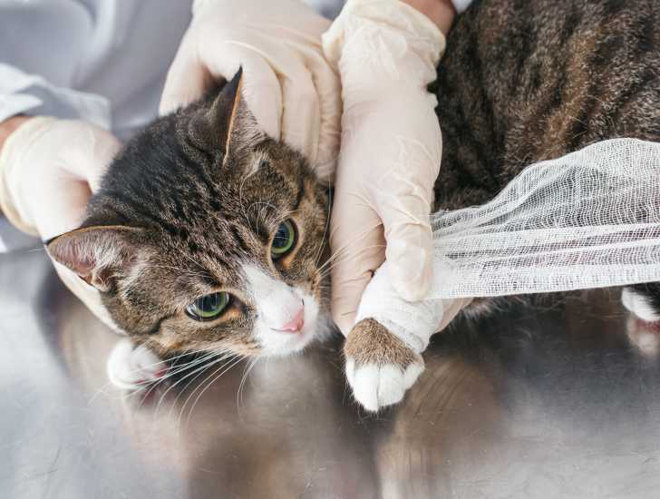 Les Symptomes De L Appareil Locomoteur Chez Le Chat