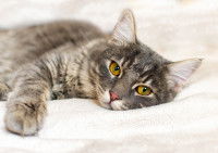 Un chat aux beaux yeux jaunes se repose sur un drap