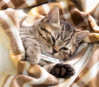 Un petit chaton tigré enveloppé dans une couverture
