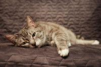 Un chat tigré dans les tons gris couché sur le lit