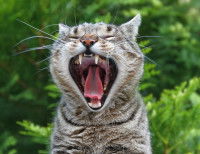 Un chat gris tabby avec la gueule grande ouverte