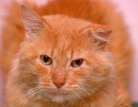 Un chat roux qui saigne du nez