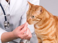 Un chat roux tigré reçoit un traitement antifongique