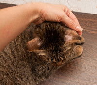 Un chat tigré se fait frotter les oreilles par son maitre