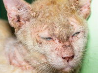 Un chat souffrant de la teigne