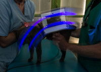 Un vétérinaire utilise une lampe de wood pouvant détecter des champignons