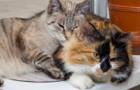 Un chat gris et un chat tricolore dorment ensemble