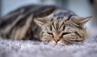 Un chat gris tabby malade dort sur la moquette