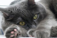 Les chances de survie d'un chat en cas de thromboembolie