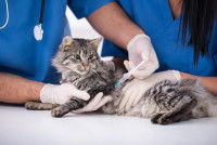 Le traitement de la thrombose chez le chat