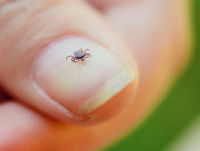 Une tique sur un ongle