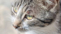 Chat gris avec une tique au dessus de l'œil gauche