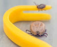 Deux tiques à côté d'un crochet à tique jaune