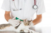 Vétérinaire qui palpe un chat à la recherche d'une tique