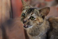 Chat mince qui miaule